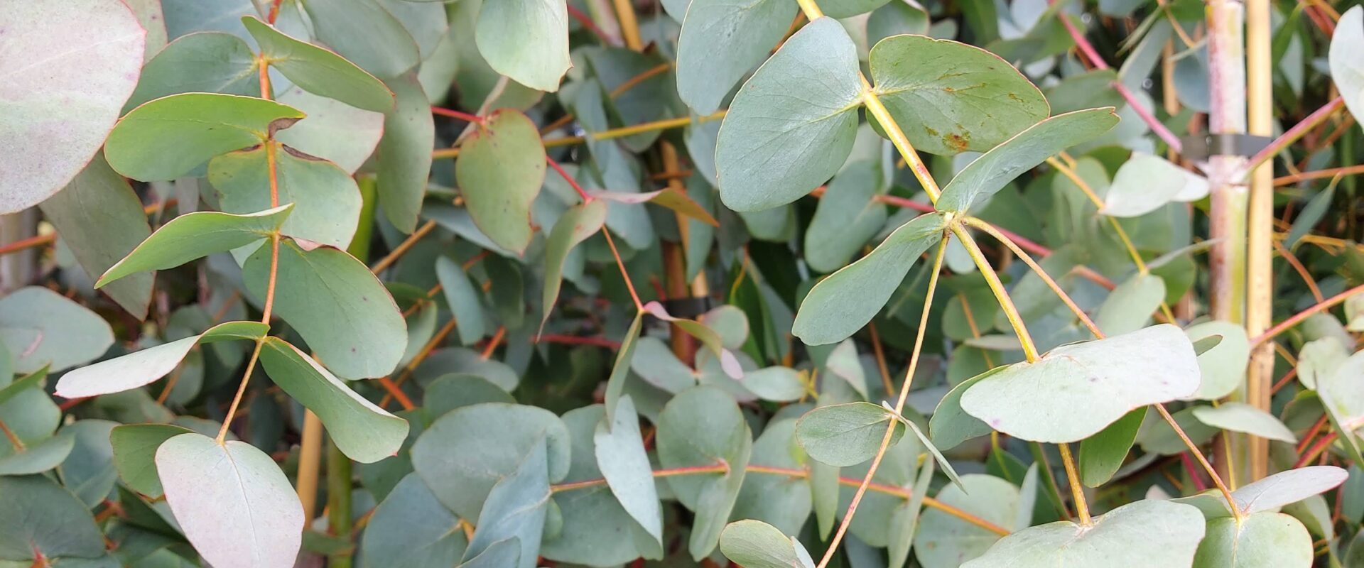 Eucalyptus cinerea
