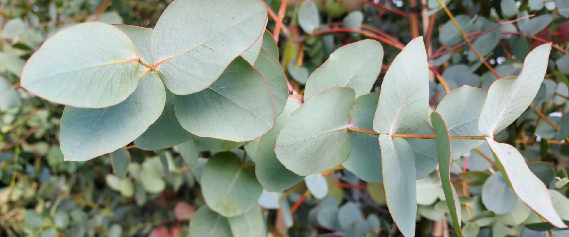 Eucalyptus cinerea